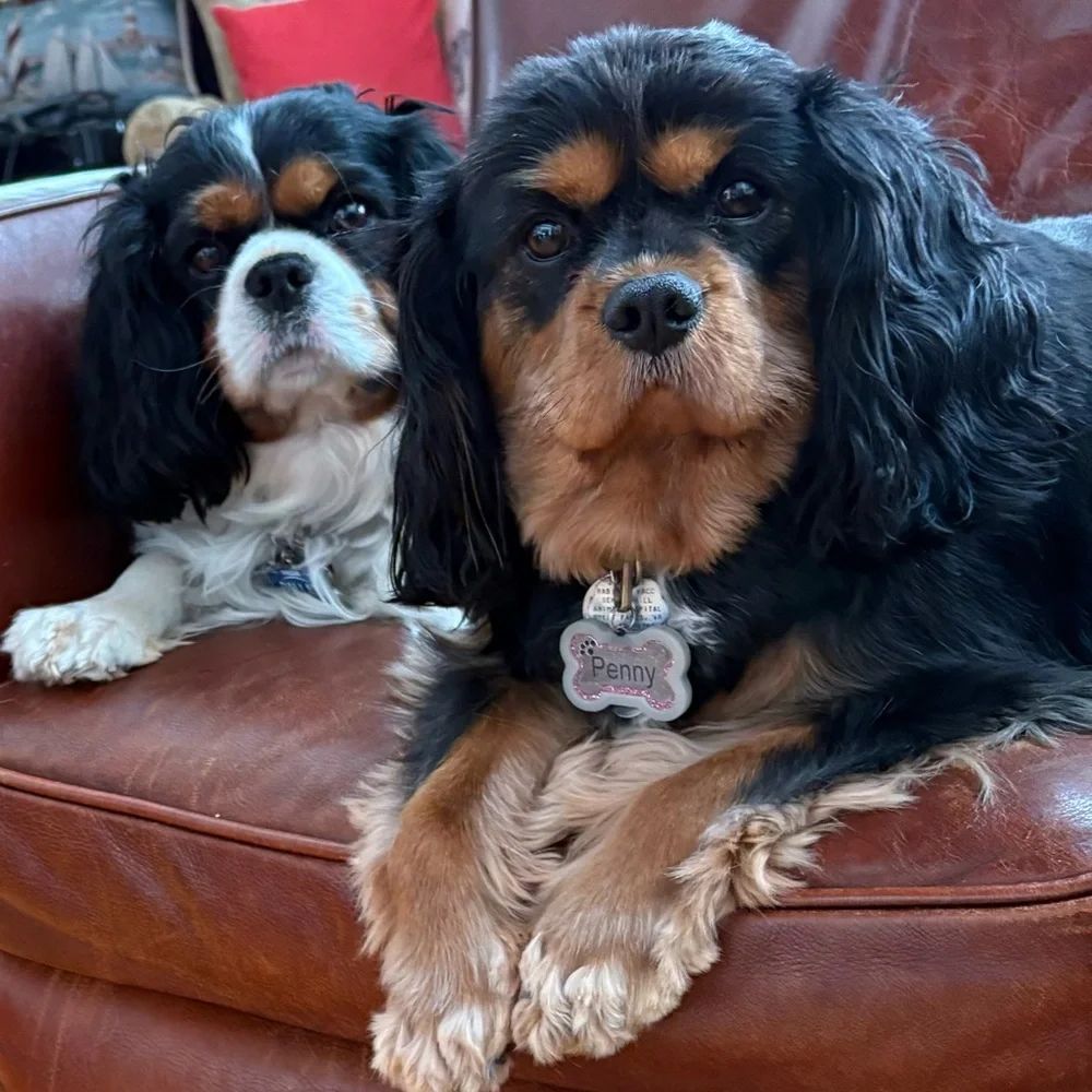 Posh Live Unlisted Live Listing-🐶- - Picture 1 of 1